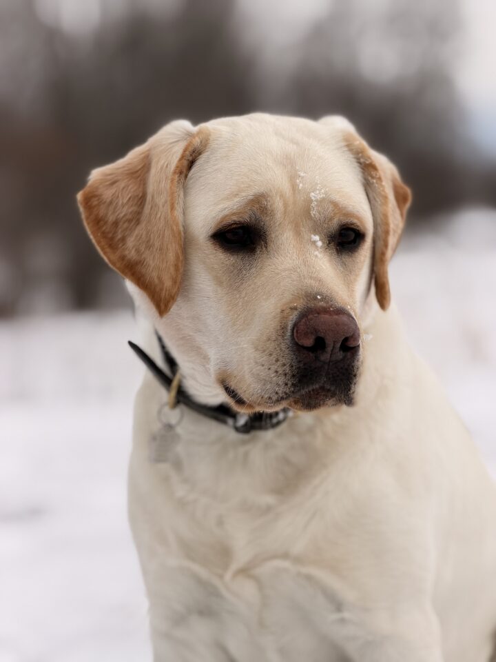 Bailey from Beaver Valley Labradors