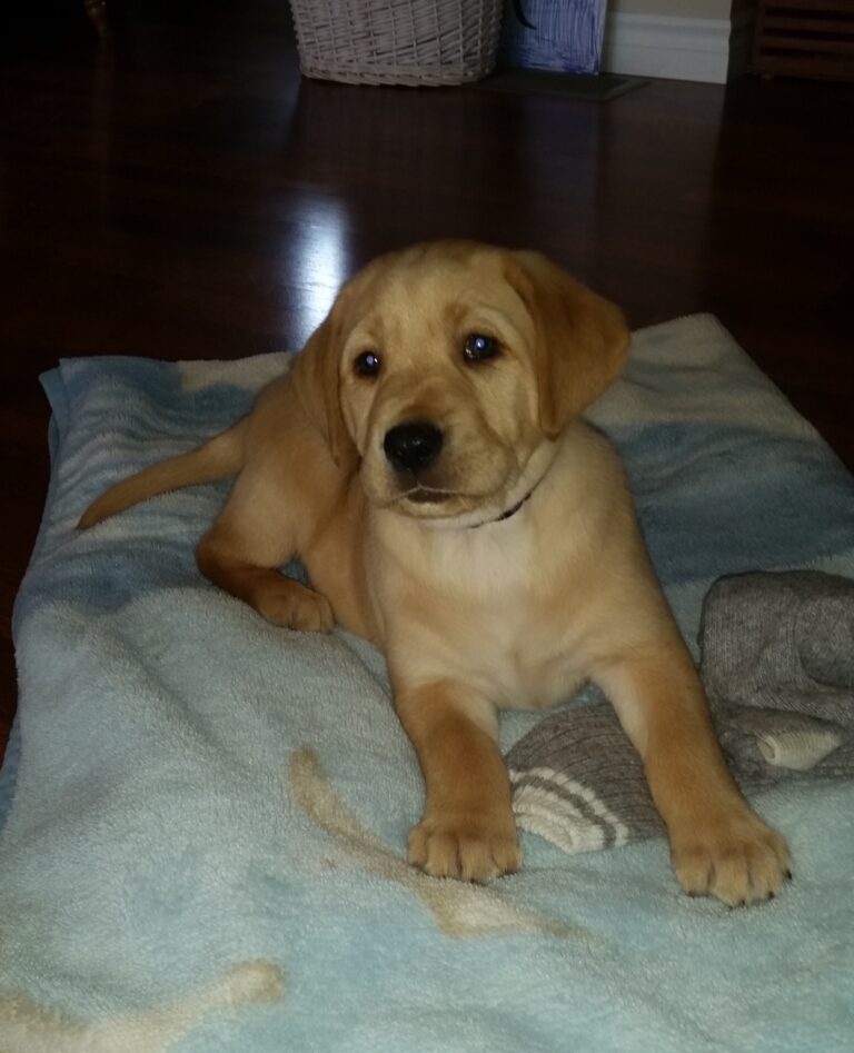 Dixie As A Puppy (1)