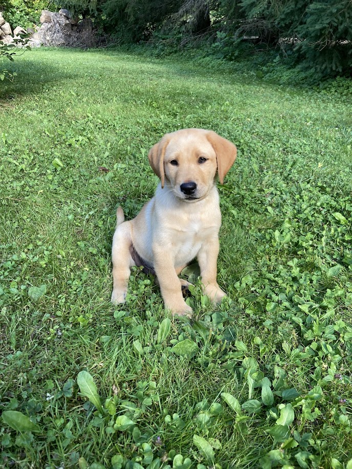Purchase a Labrador Retriever