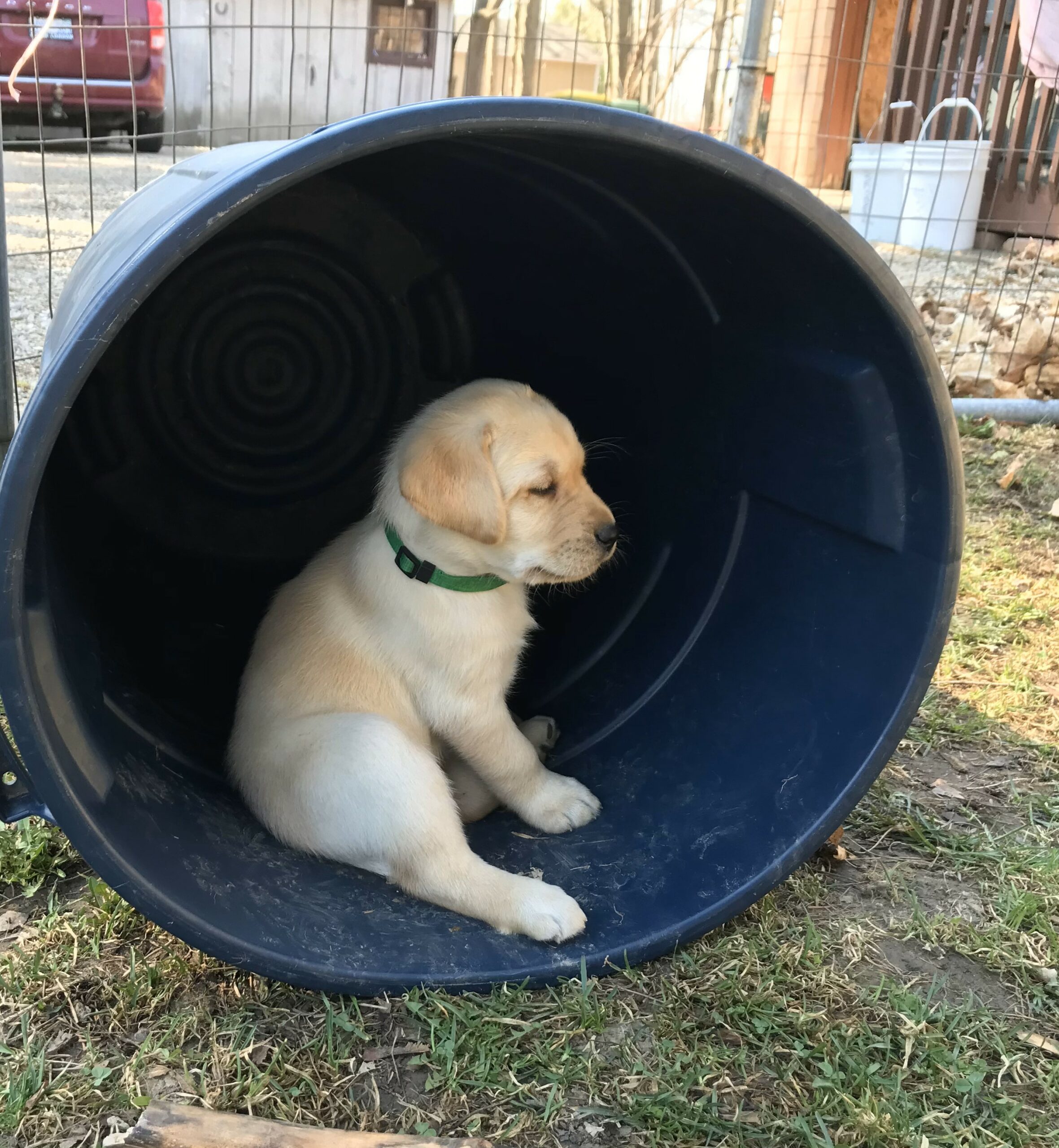 Our Commitment To Labrador Breeding Excellence