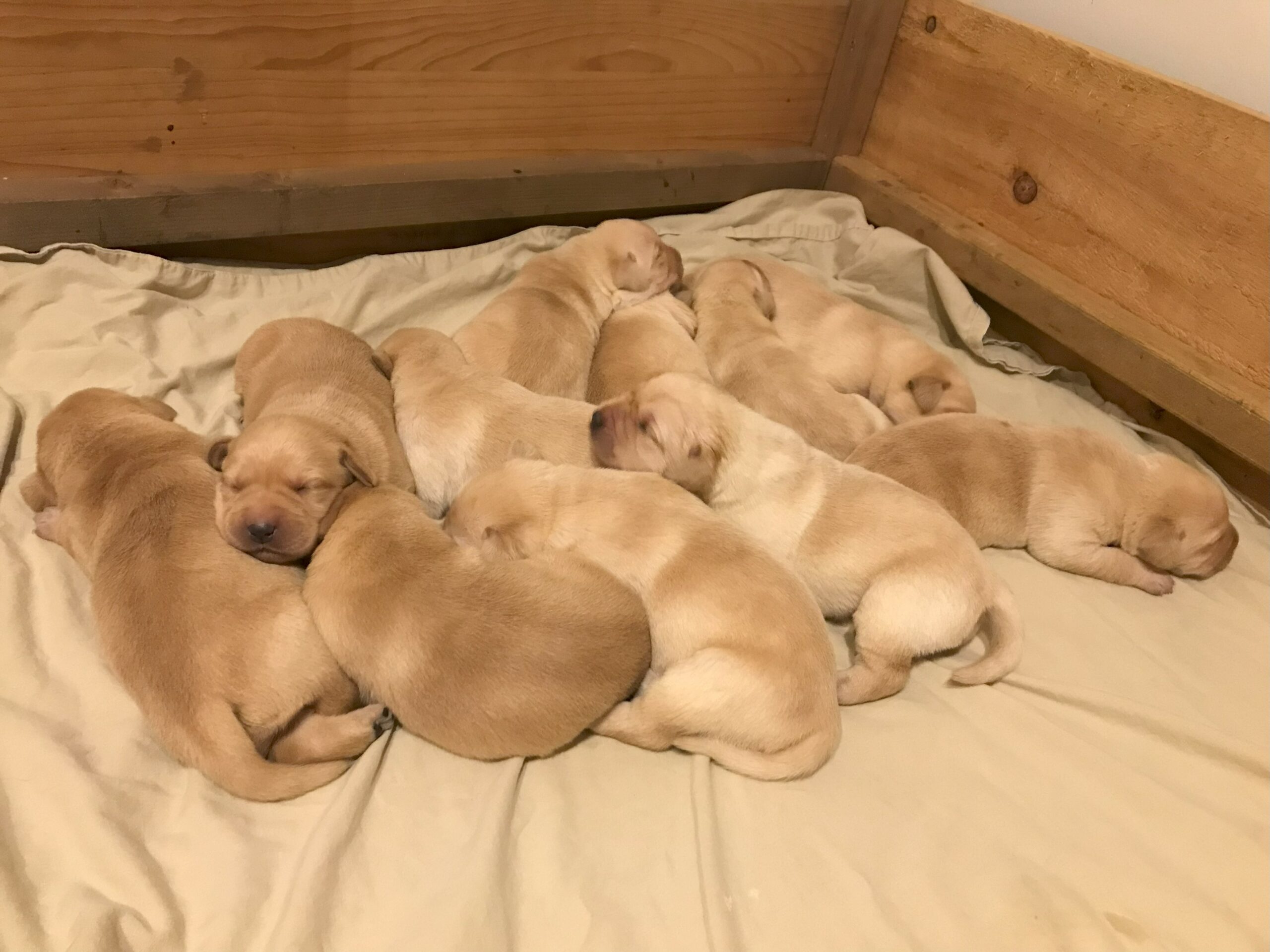 Upcoming Litters