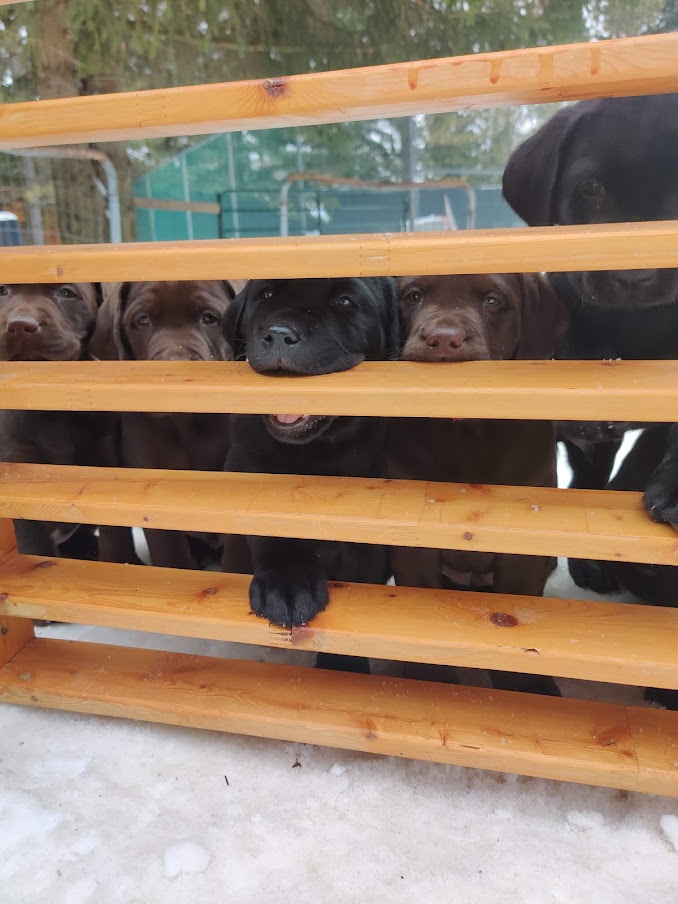 Beaver Valley Labrador Puppies