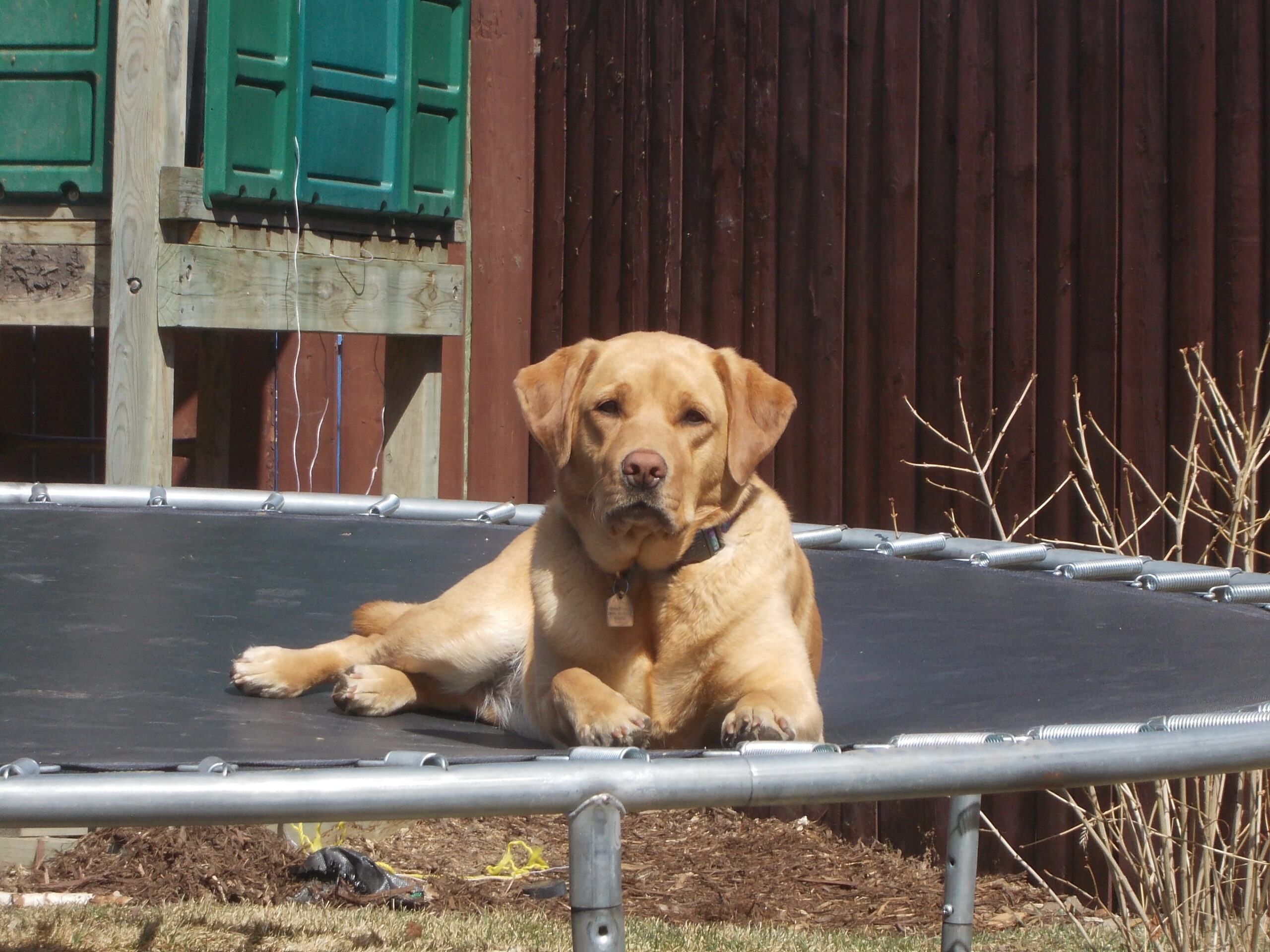 Beaver Valley Labradors Breeder
