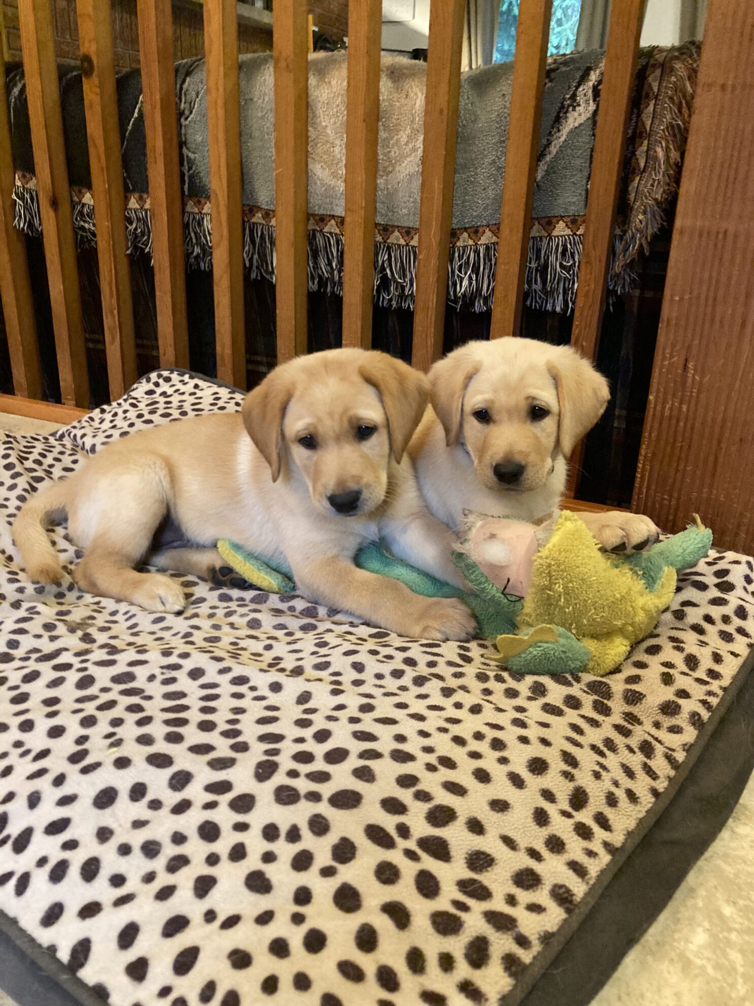 Beaver Valley Labradors Puppies