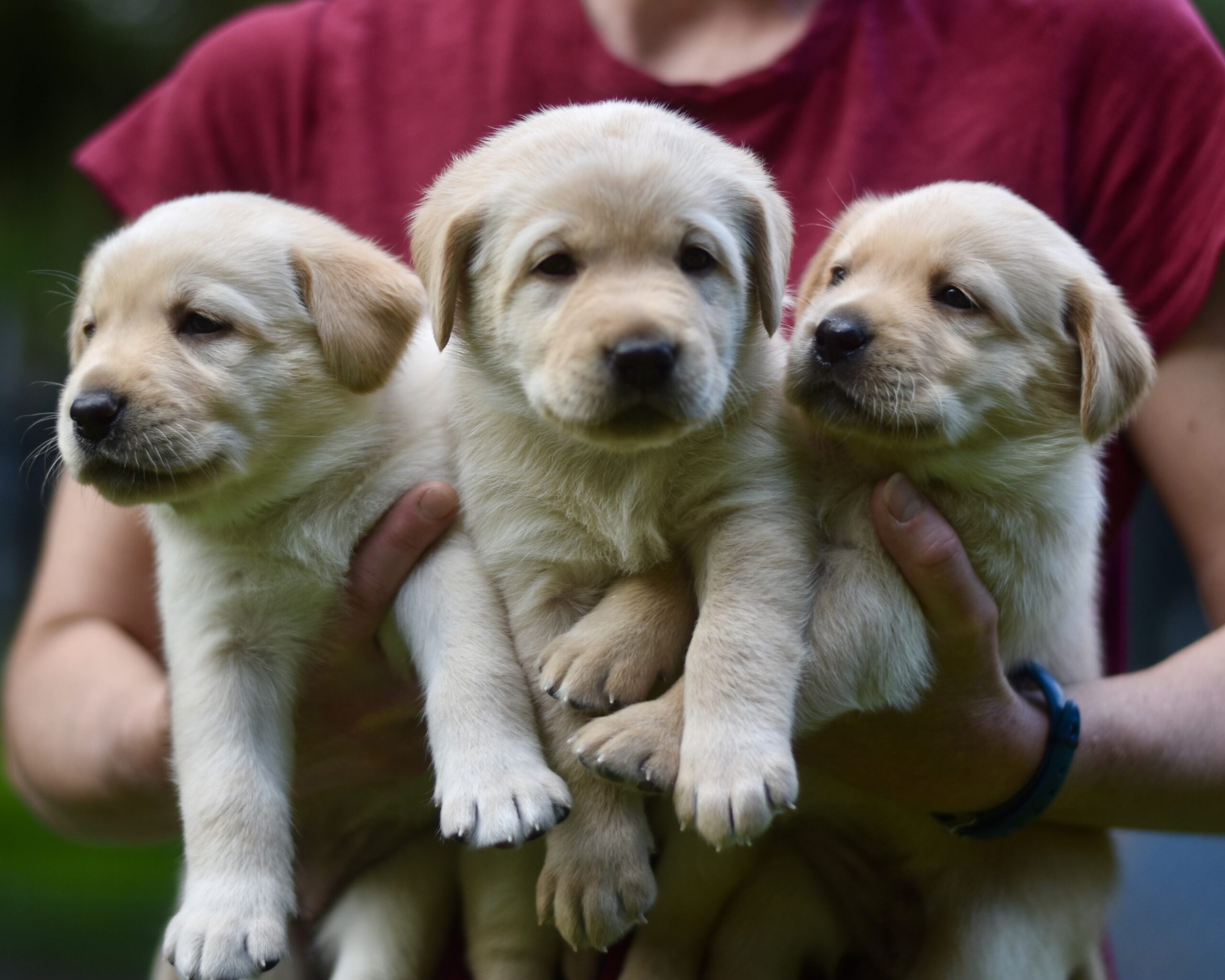 Beaver Valley Labradors Puppies