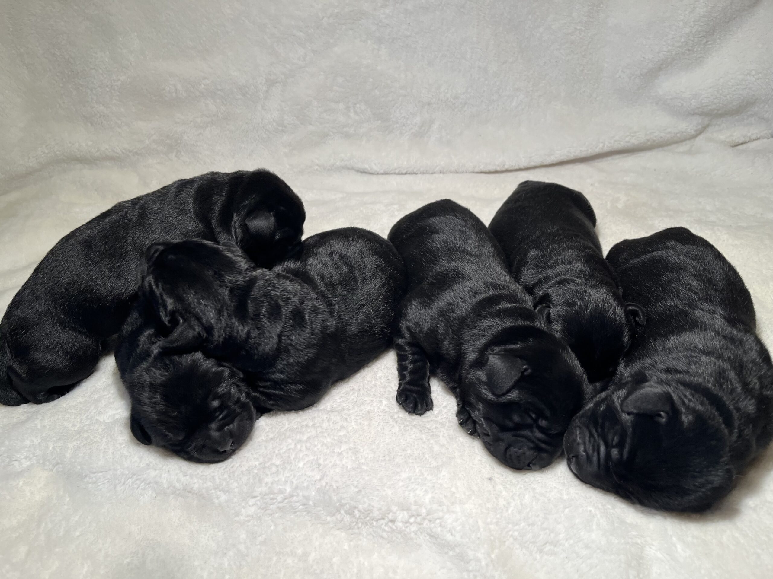 Labrador puppies