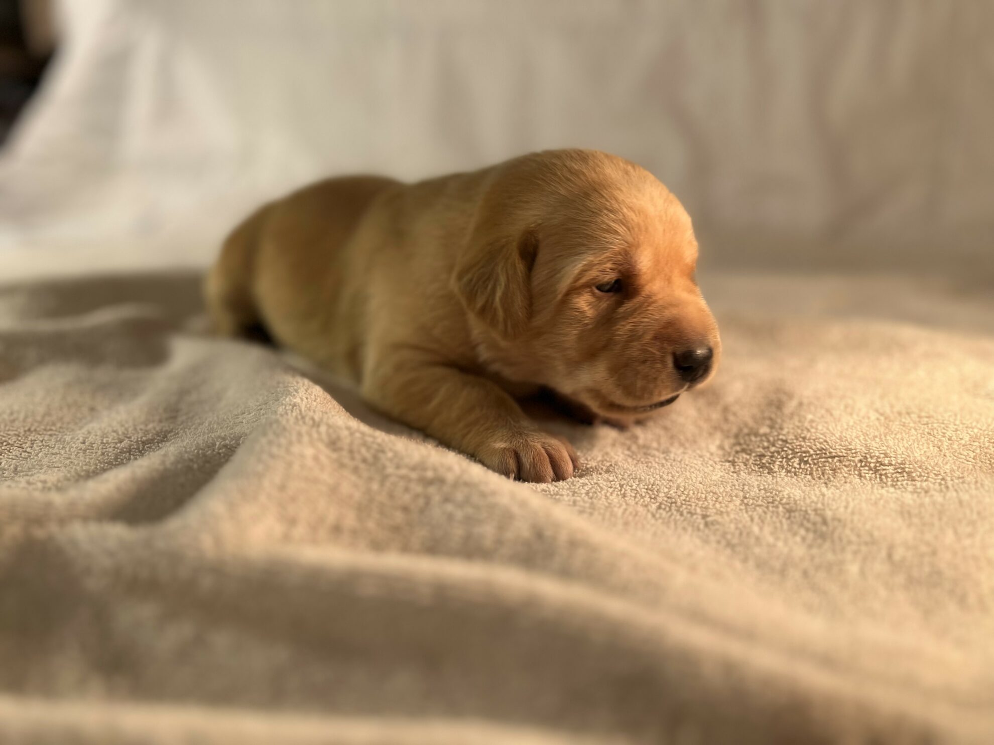 Buy A Labrador Puppy from Beaver Valley Labradors